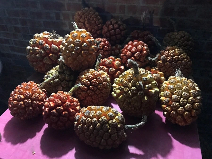 IMG_3519.jpg?type=w966