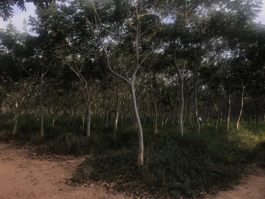 IMG_3293.jpg?type=w966