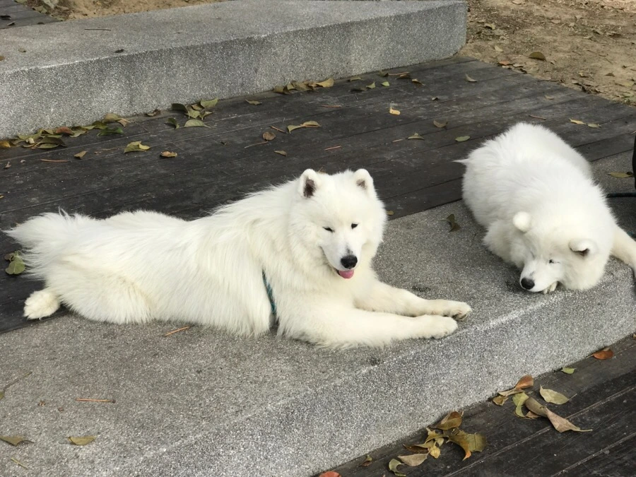 IMG_0353.jpg?type=w966