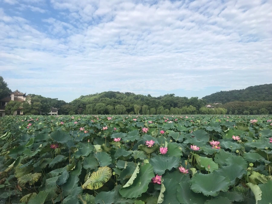 IMG_1084.jpg?type=w966