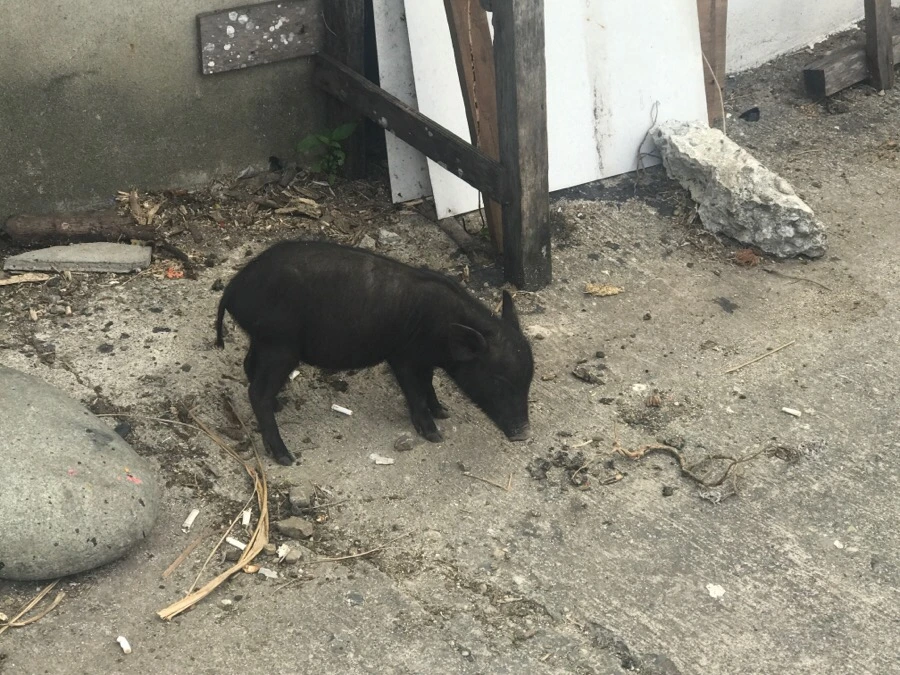 IMG_3870.jpg?type=w966