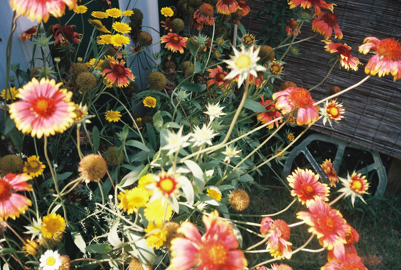 ~ 7월 6일 쯤 (23).JPG