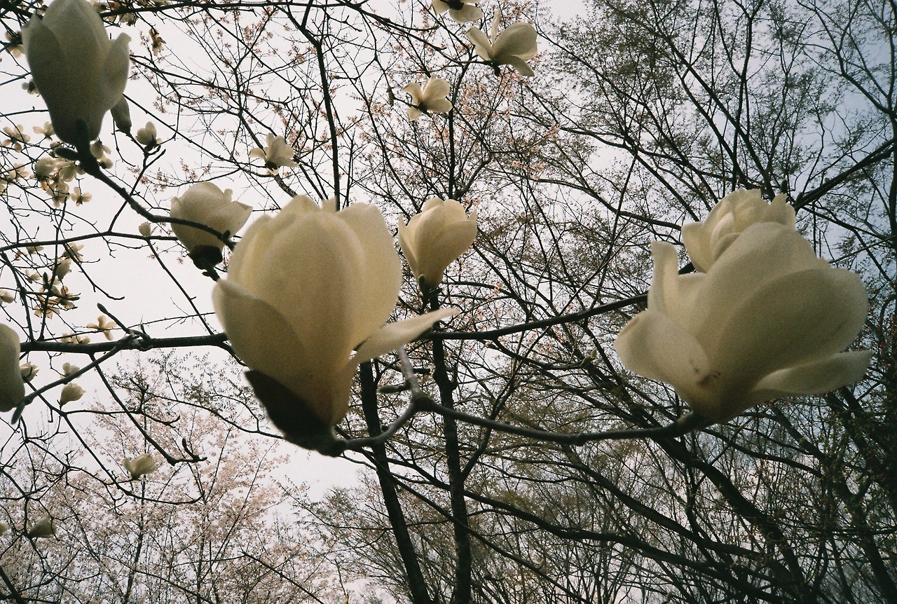 ~ 4월 11일 쯤 후지200_3롤 (11).JPG