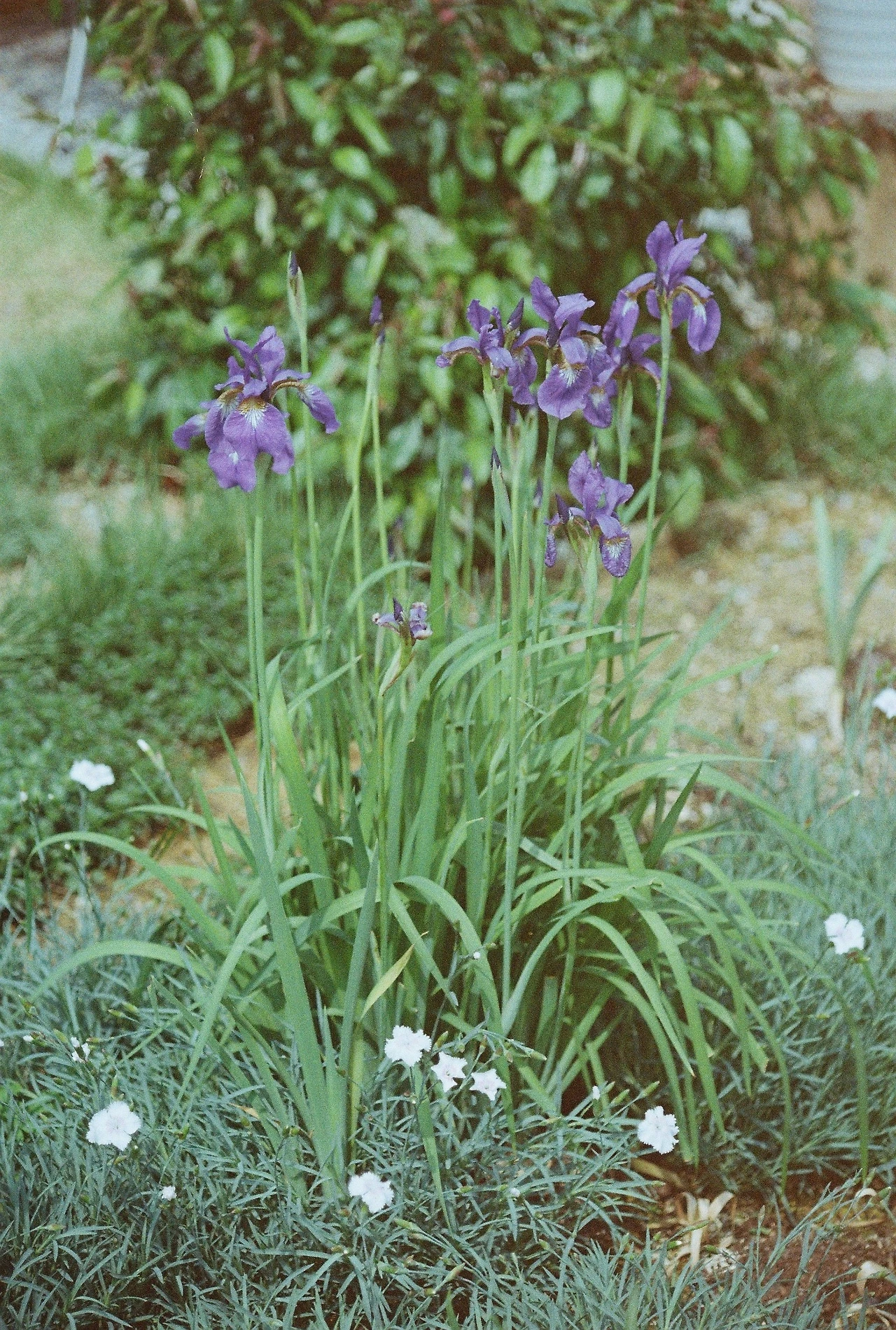 니콘필카 (15).JPG