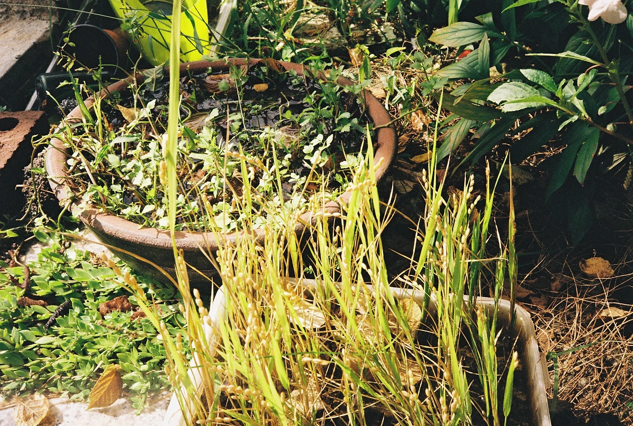 ~10월 8일 코닥 200 (12).JPG