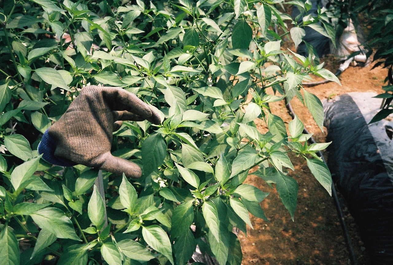 ~ 7월 6일 쯤 (14).JPG