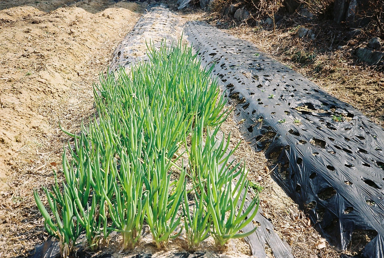 ~ 4월 7일 쯤 프로이미지100 (12).JPG