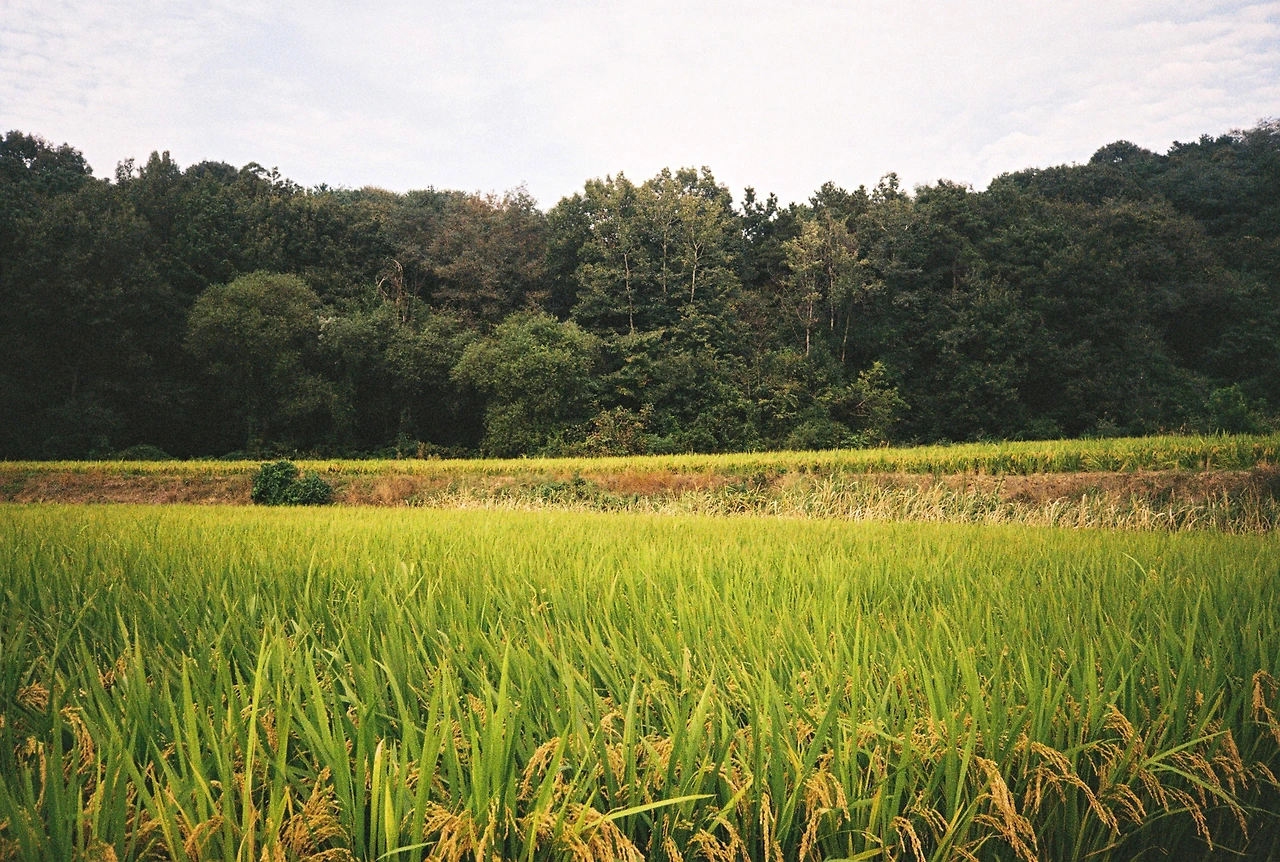 ~10월 8일 코닥 200 (22).JPG