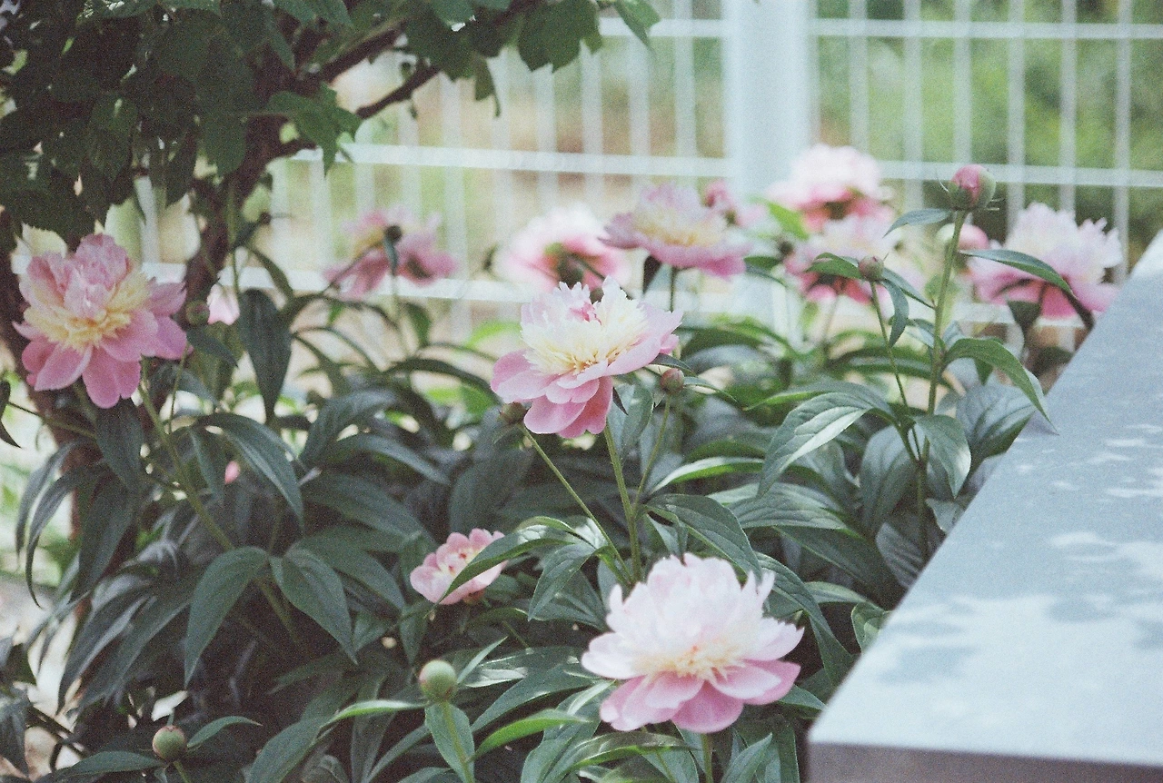 니콘필카 (3).JPG