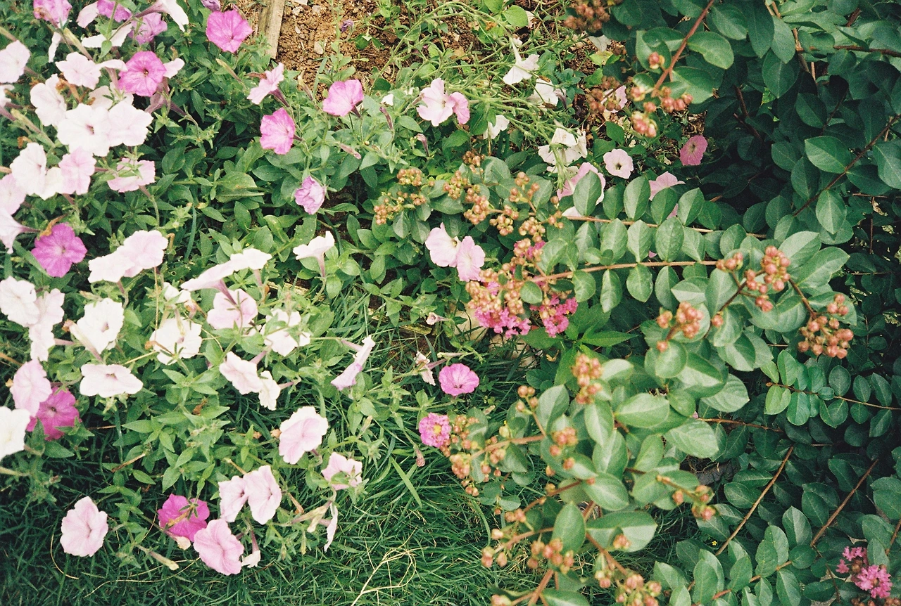 film_kodak 2 (7).JPG