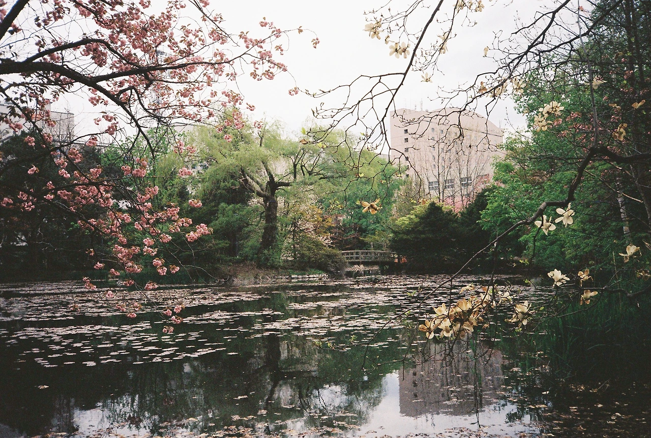 코닥골드 (12).JPG