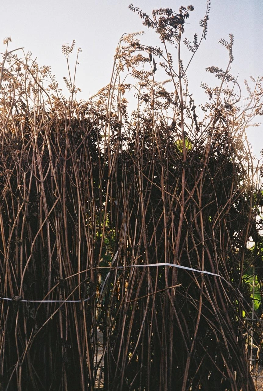 코닥200-1 (19).JPG