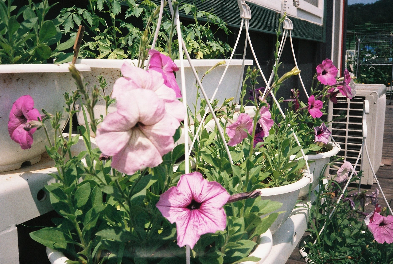 ~ 7월 6일 쯤 (12).JPG