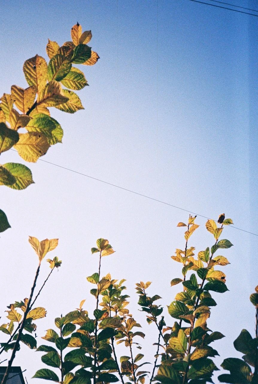 코닥200-1 (27).JPG