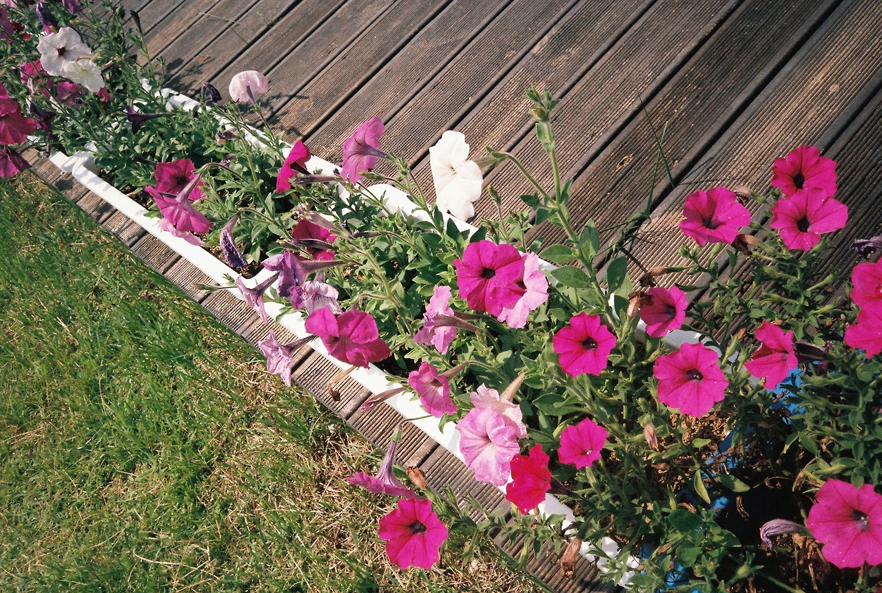 ~ 7월 6일 쯤 (17).JPG