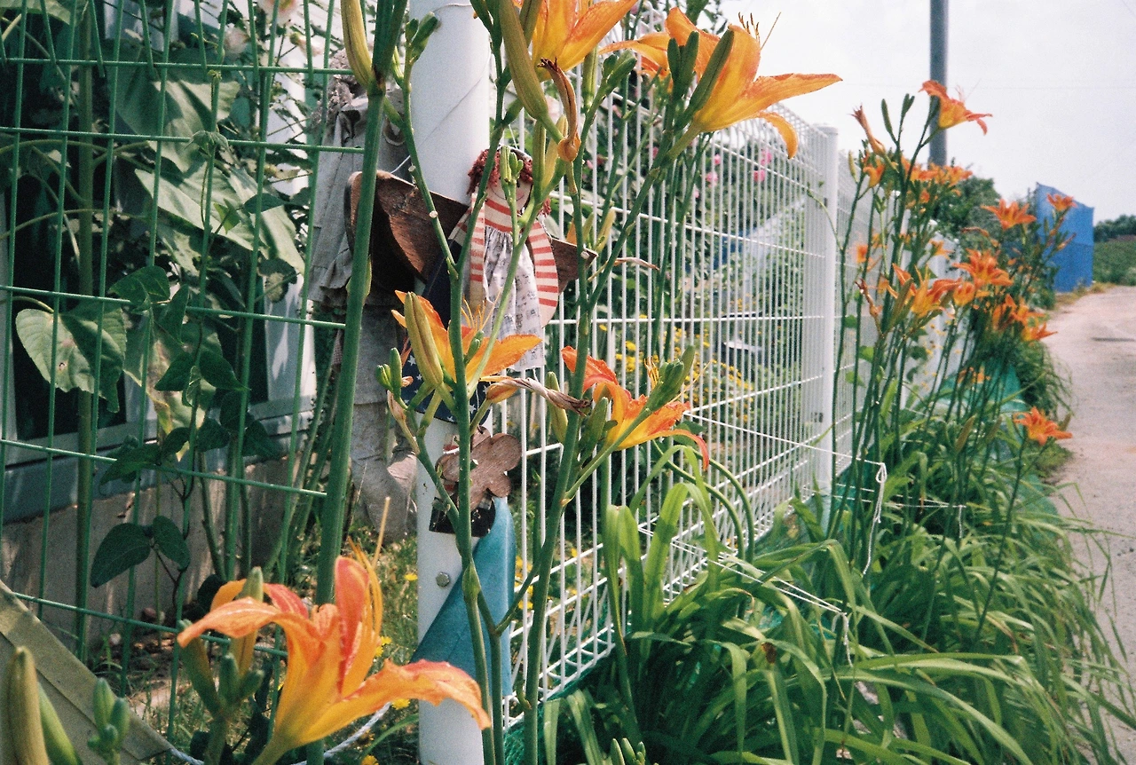 ~ 7월 6일 쯤 (7).JPG