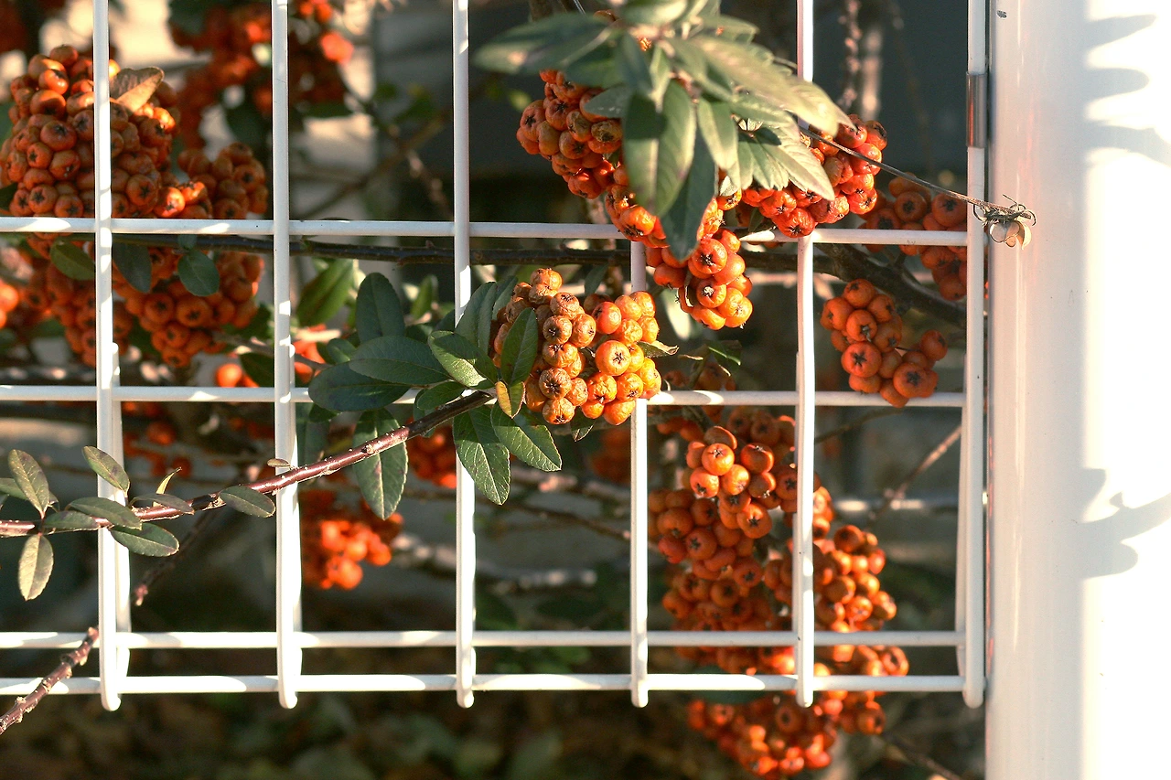 12월 25일 월요일 오후 4시.JPG