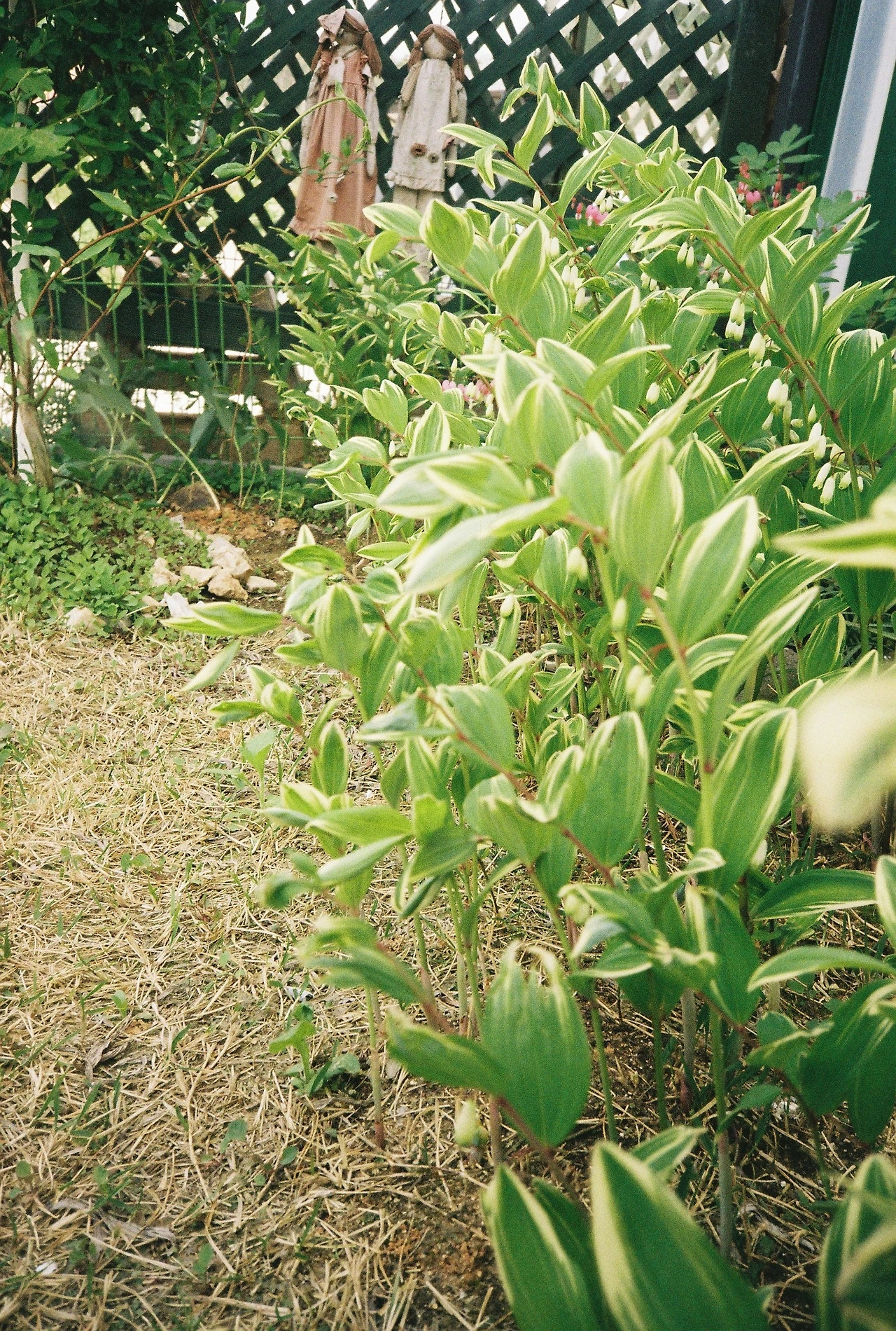 ~ 5월 1n일 코닥200_1롤 (14).JPG