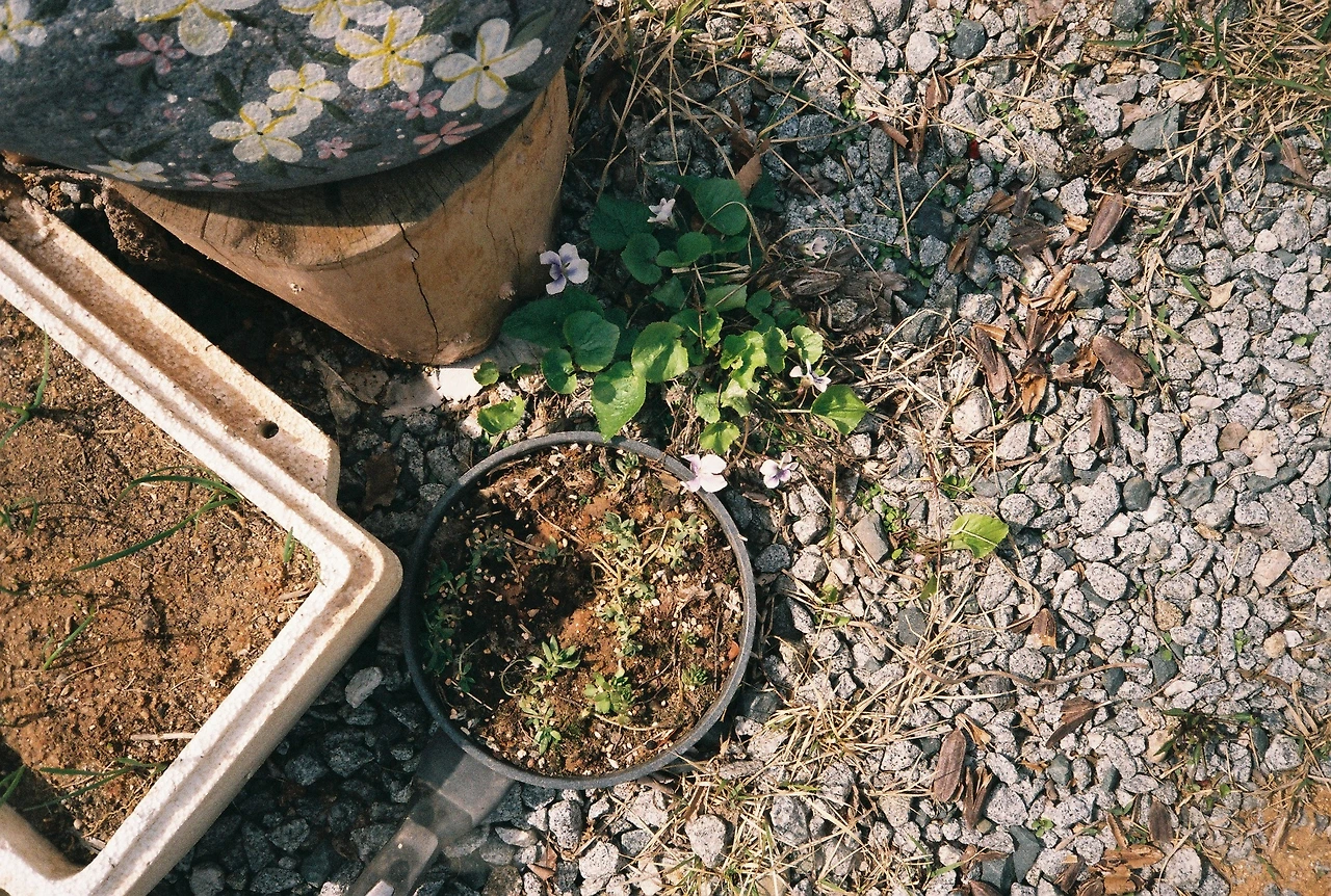 ~ 4월 11일 쯤 후지200_3롤 (5).JPG