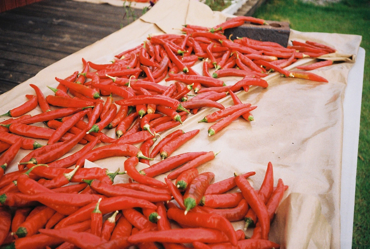 ~ 8월 20일 (1).JPG