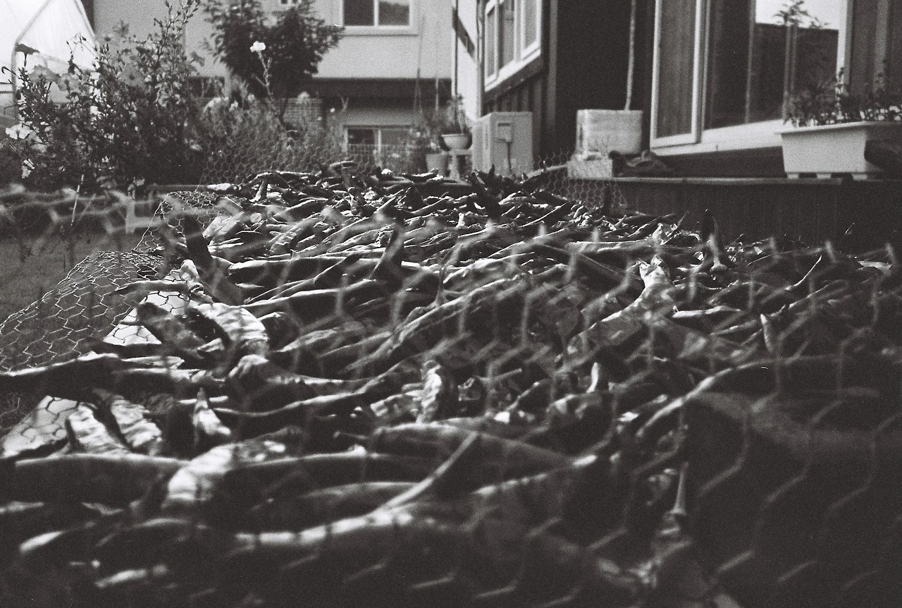 ~9월 10일 코닥 프로이미지 400 (19).JPG