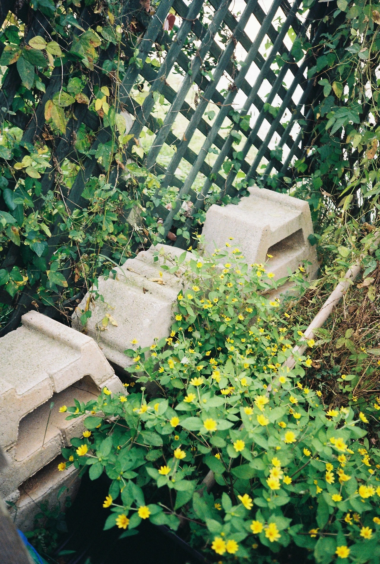 ~10월 22일 코닥 200 (29).JPG