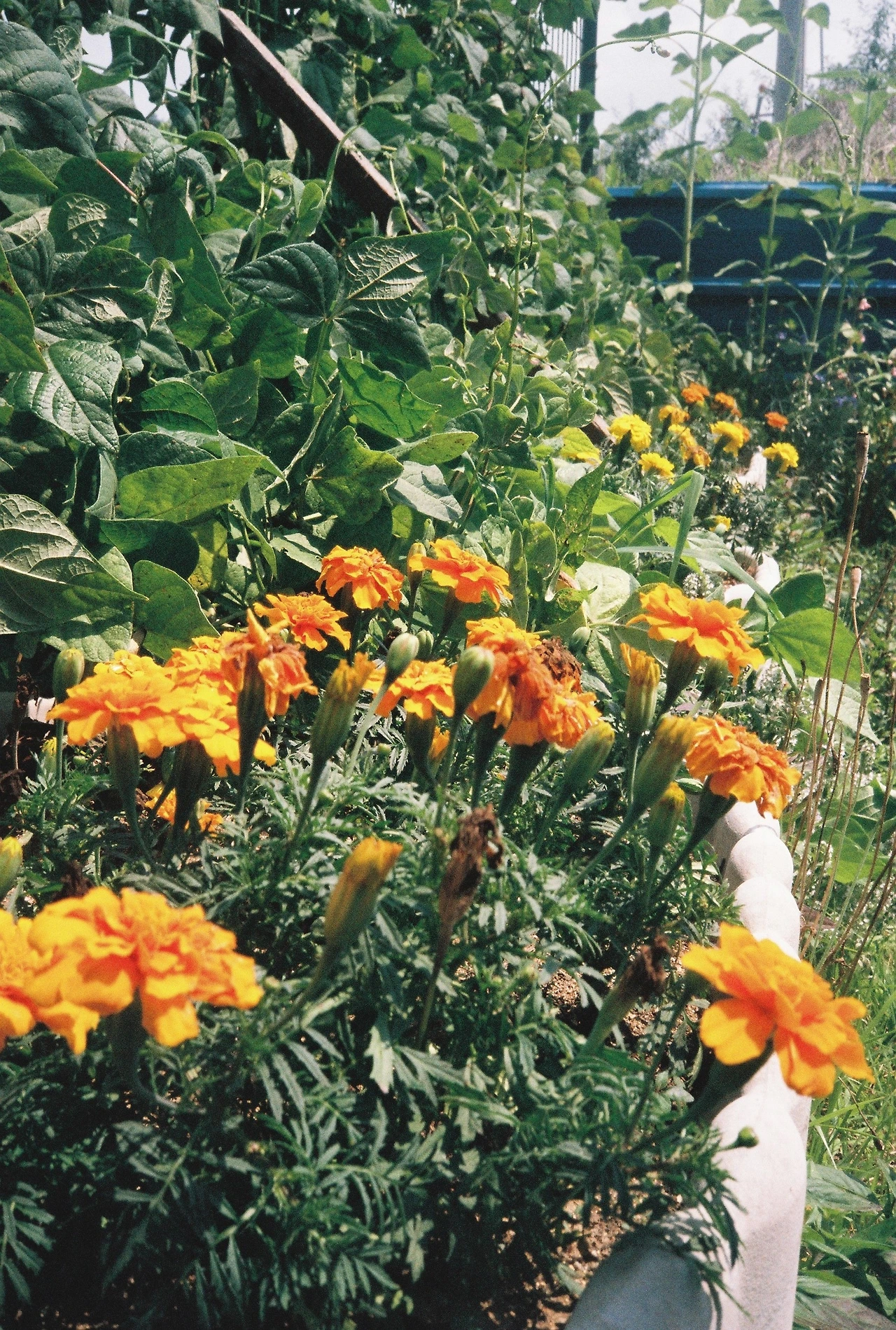 ~ 7월 6일 쯤 (21).JPG