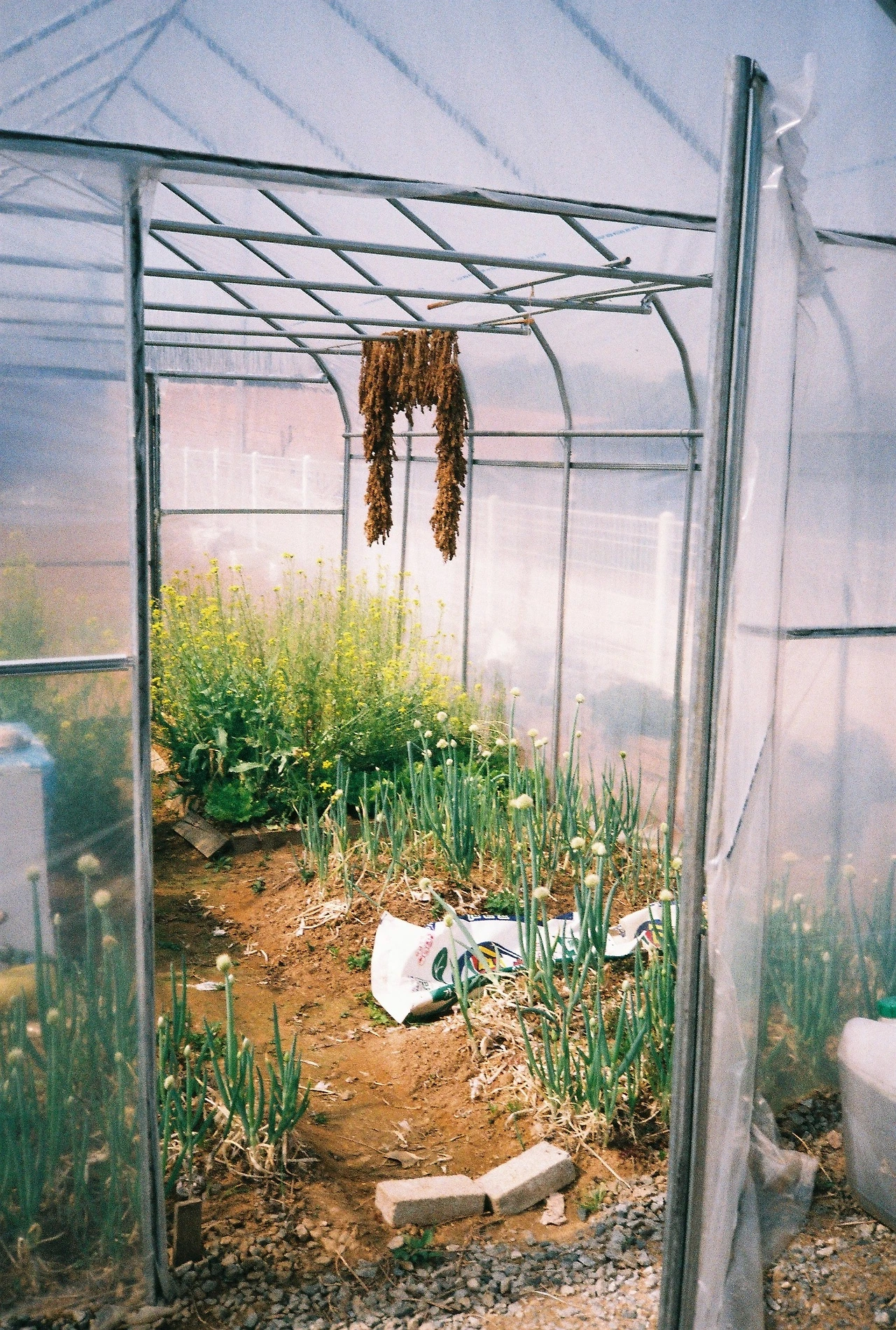 ~ 4월 11일 쯤 후지200_3롤 (9).JPG