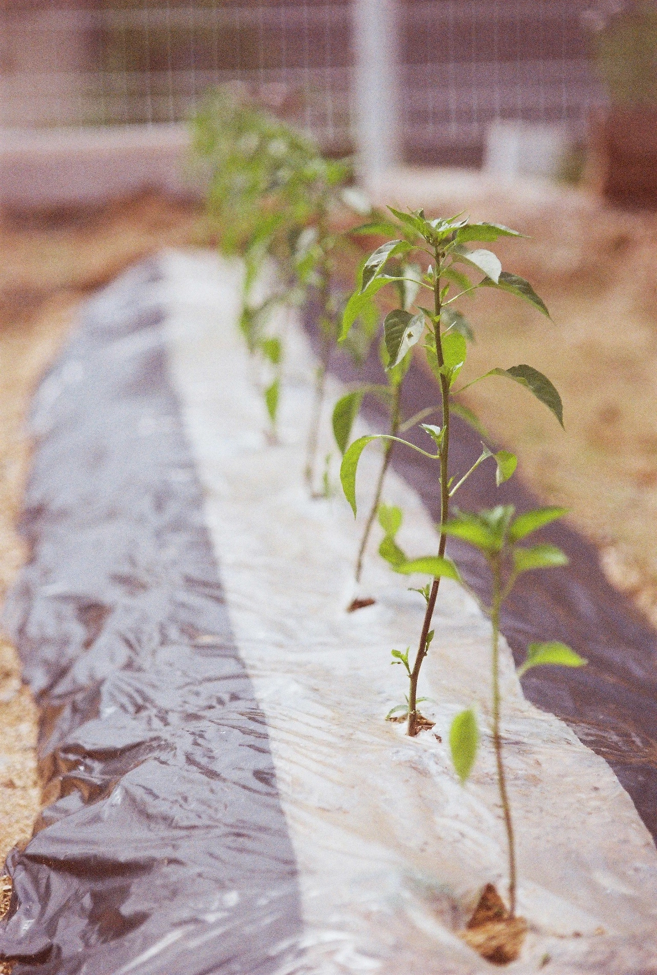 니콘필카 (13).JPG