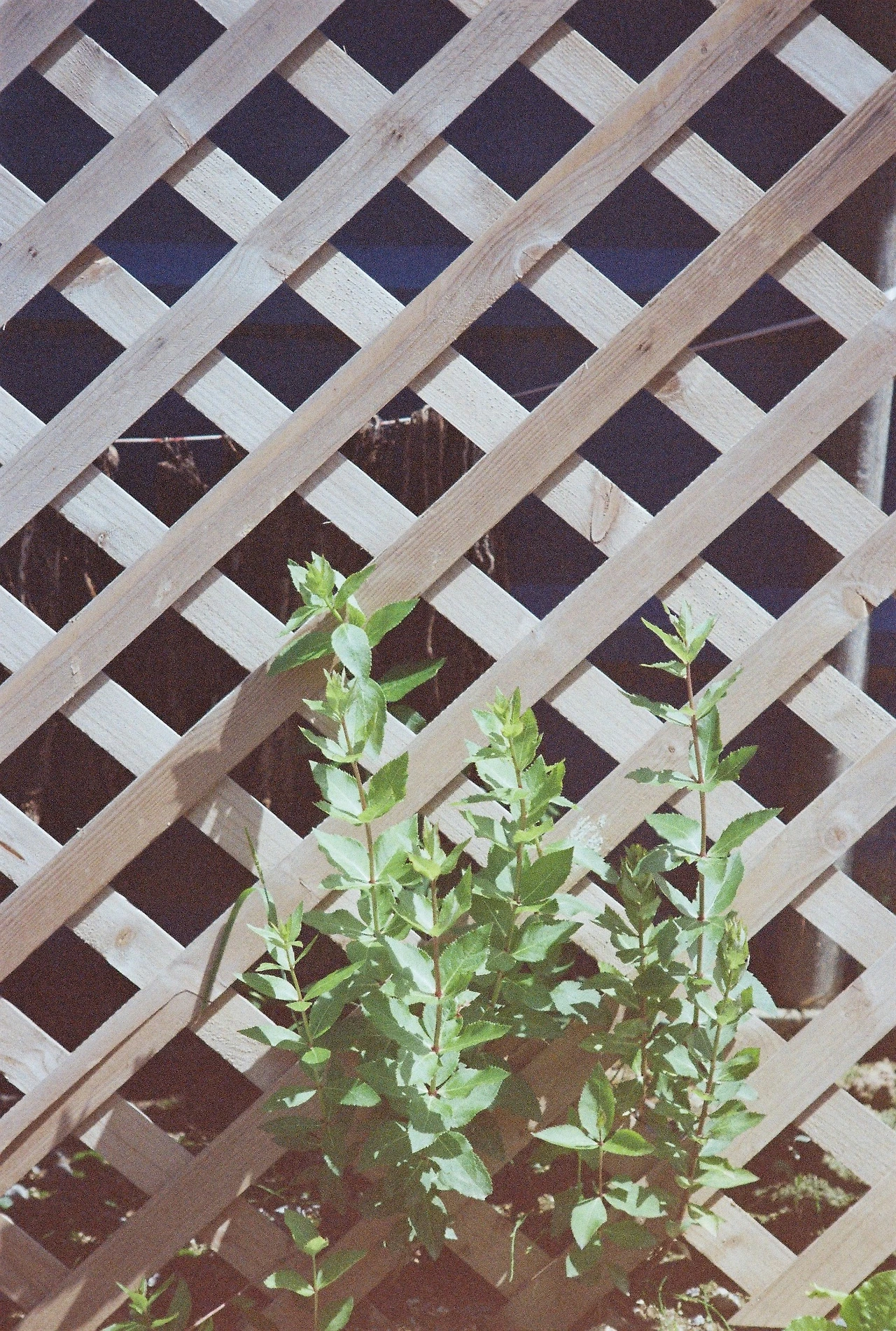 니콘필카 (21).JPG