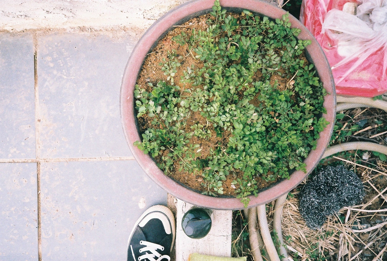 ~ 4월 11일 쯤 후지200_3롤 (7).JPG