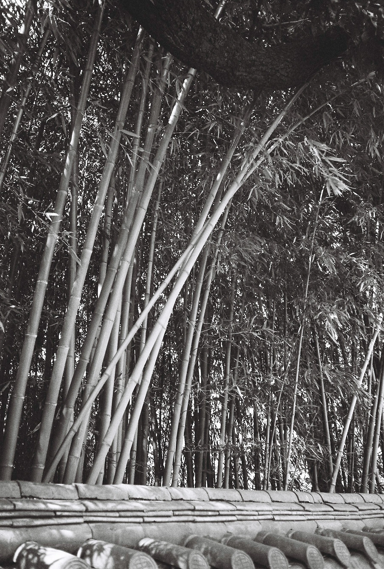 ~9월 10일 코닥 프로이미지 400 (5).JPG