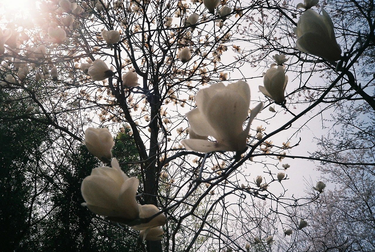 ~ 4월 11일 쯤 후지200_3롤 (12).JPG