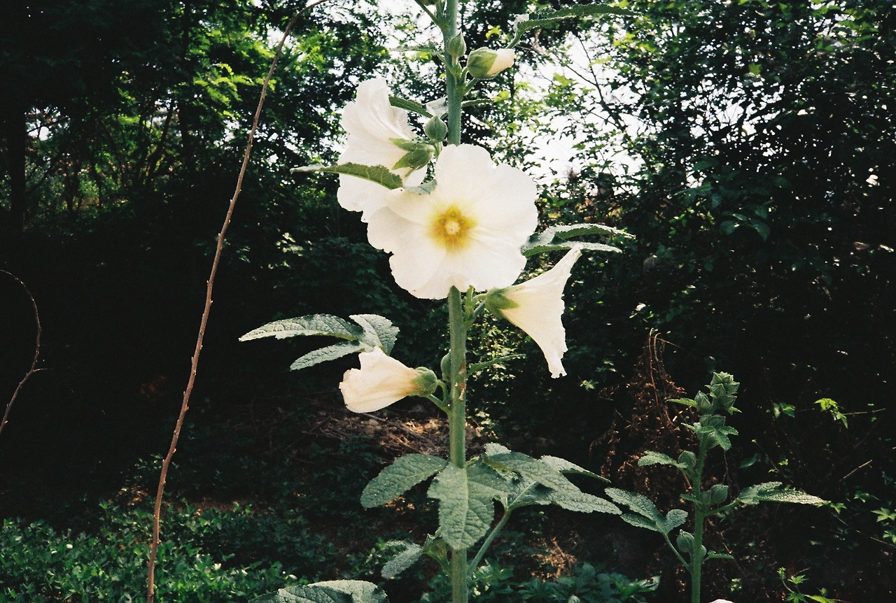 ~ 6월 22일 (1).JPG