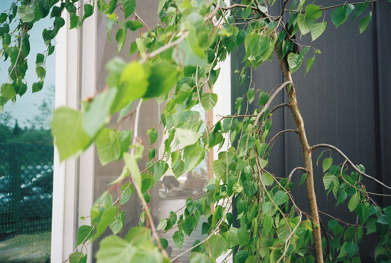 ~ 5월 1n일 코닥200_1롤 (4).JPG