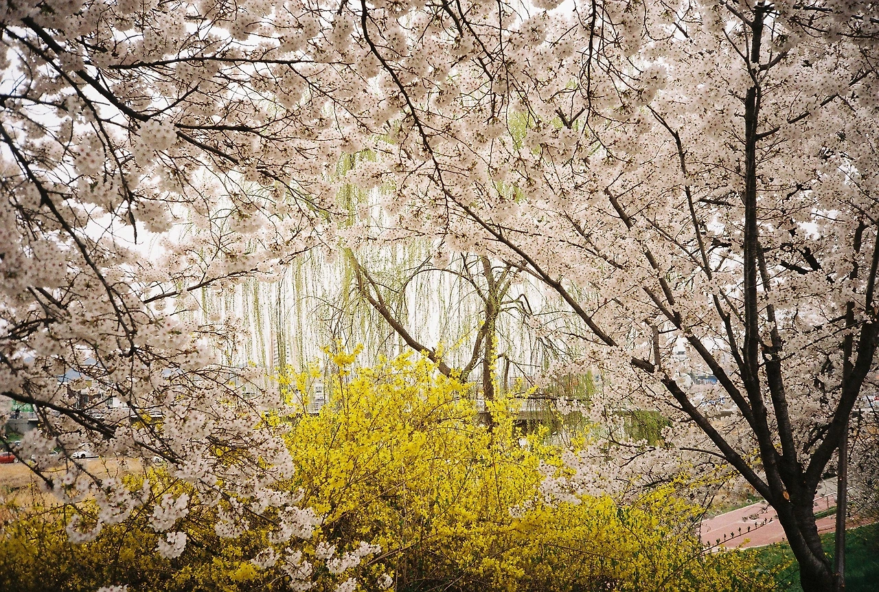 ~ 4월 7일 쯤 프로이미지100 (5).JPG