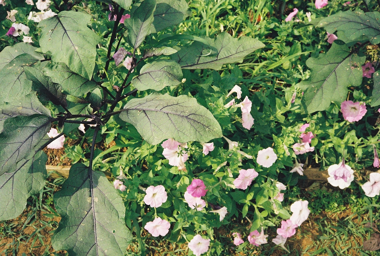 film_kodak 2 (29).JPG