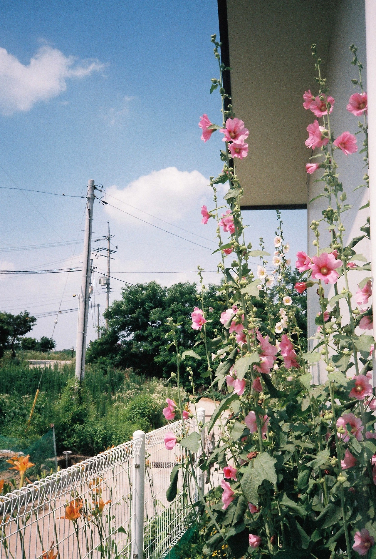 ~ 7월 6일 쯤 (10).JPG