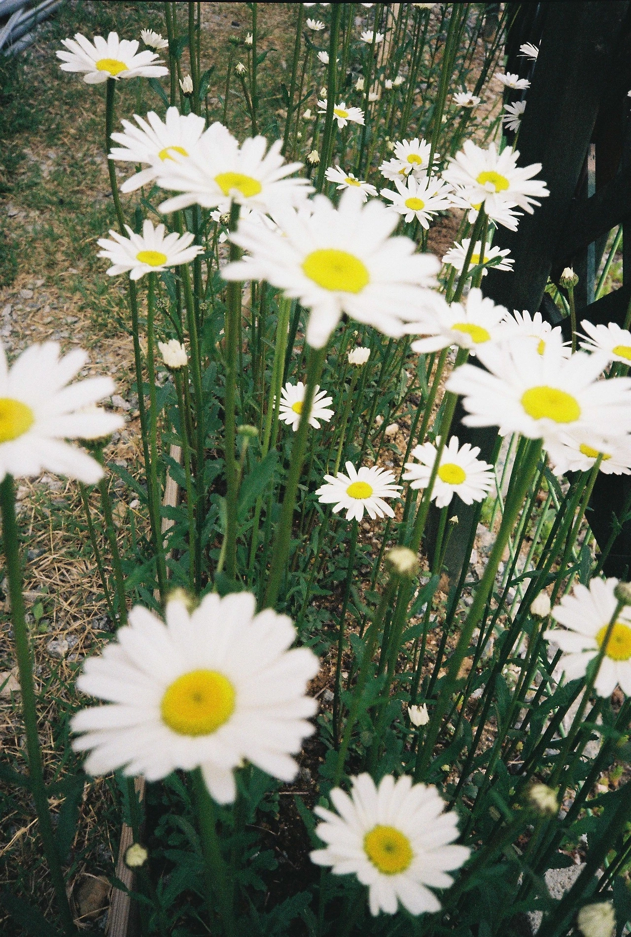 ~ 5월 1n일 코닥200_1롤 (6).JPG