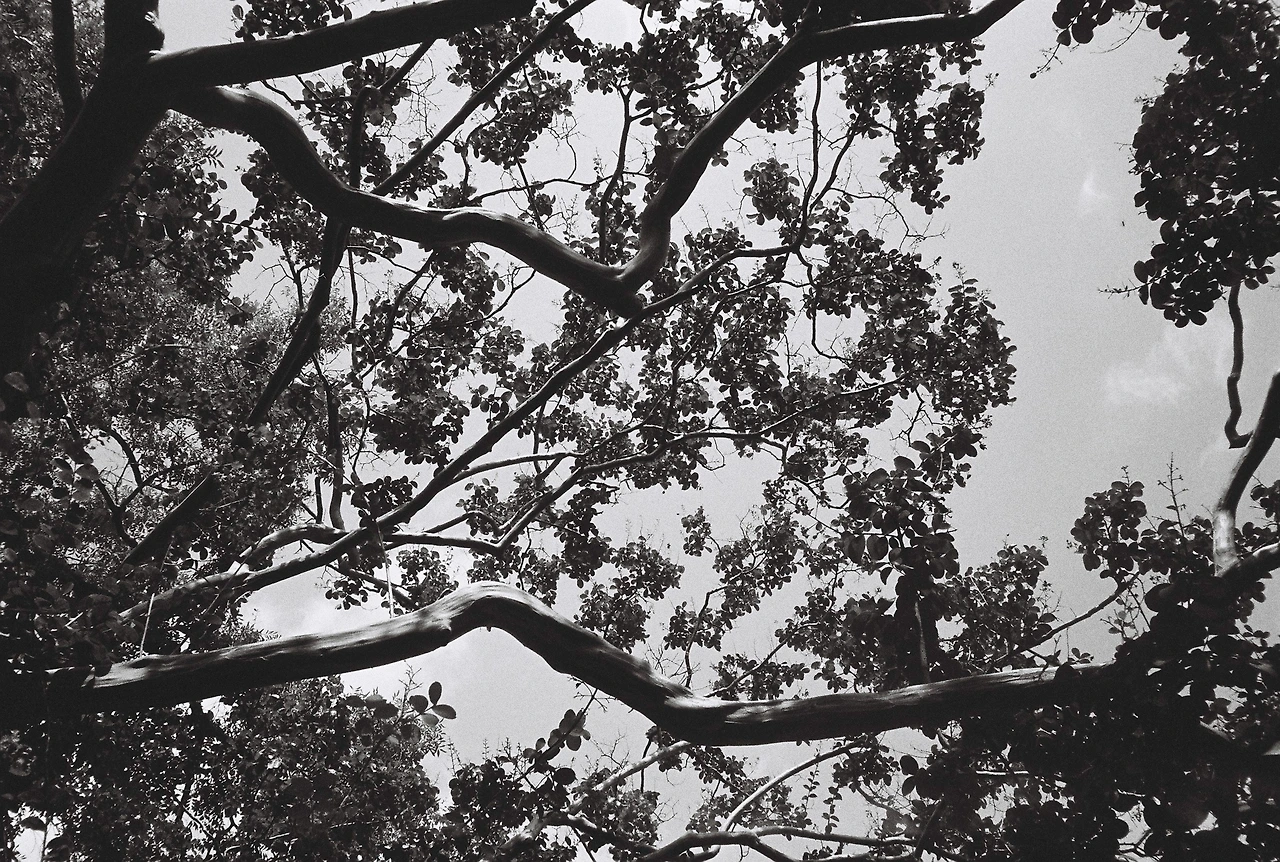 ~9월 10일 코닥 프로이미지 400 (4).JPG