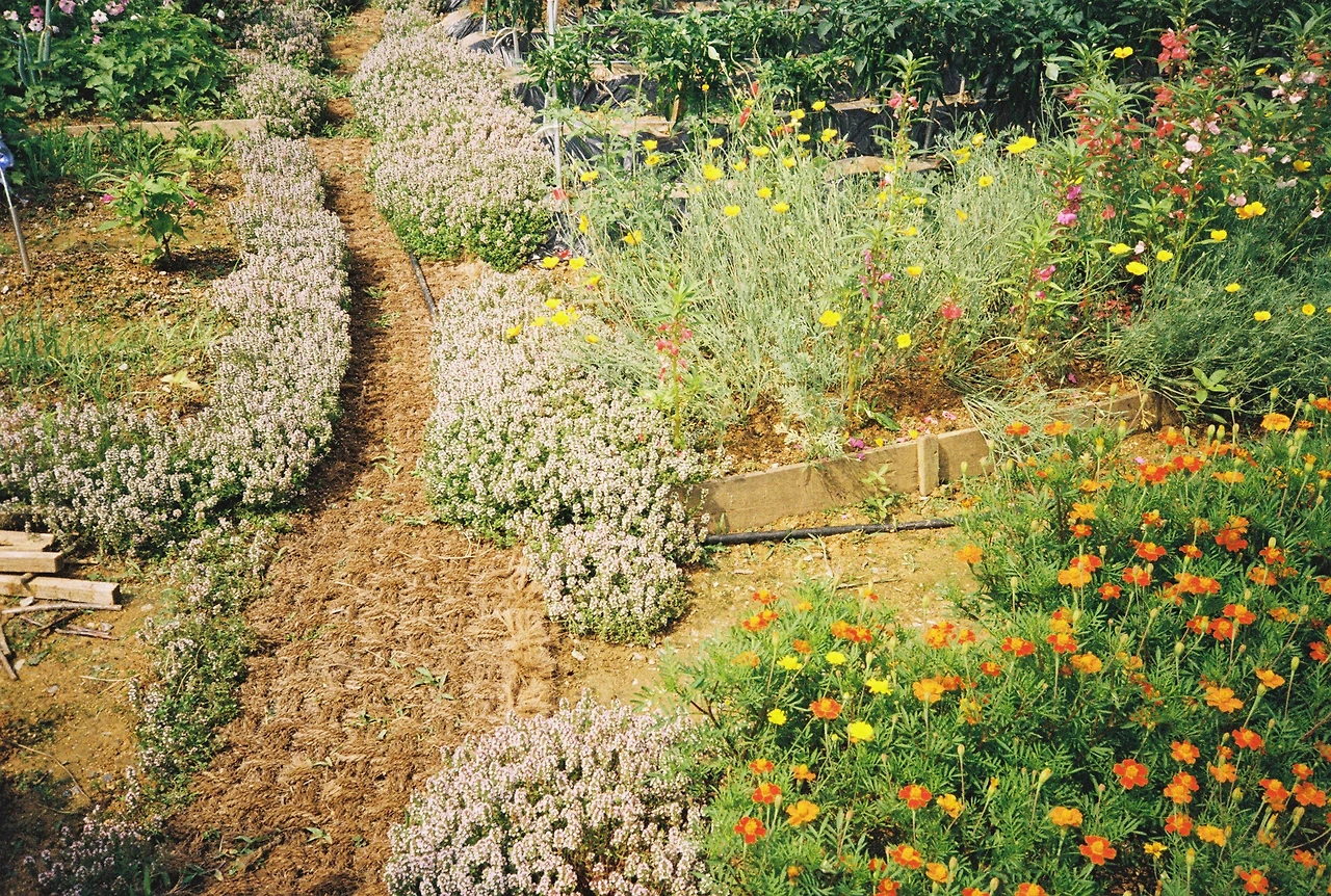 film_kodak 2 (31).JPG