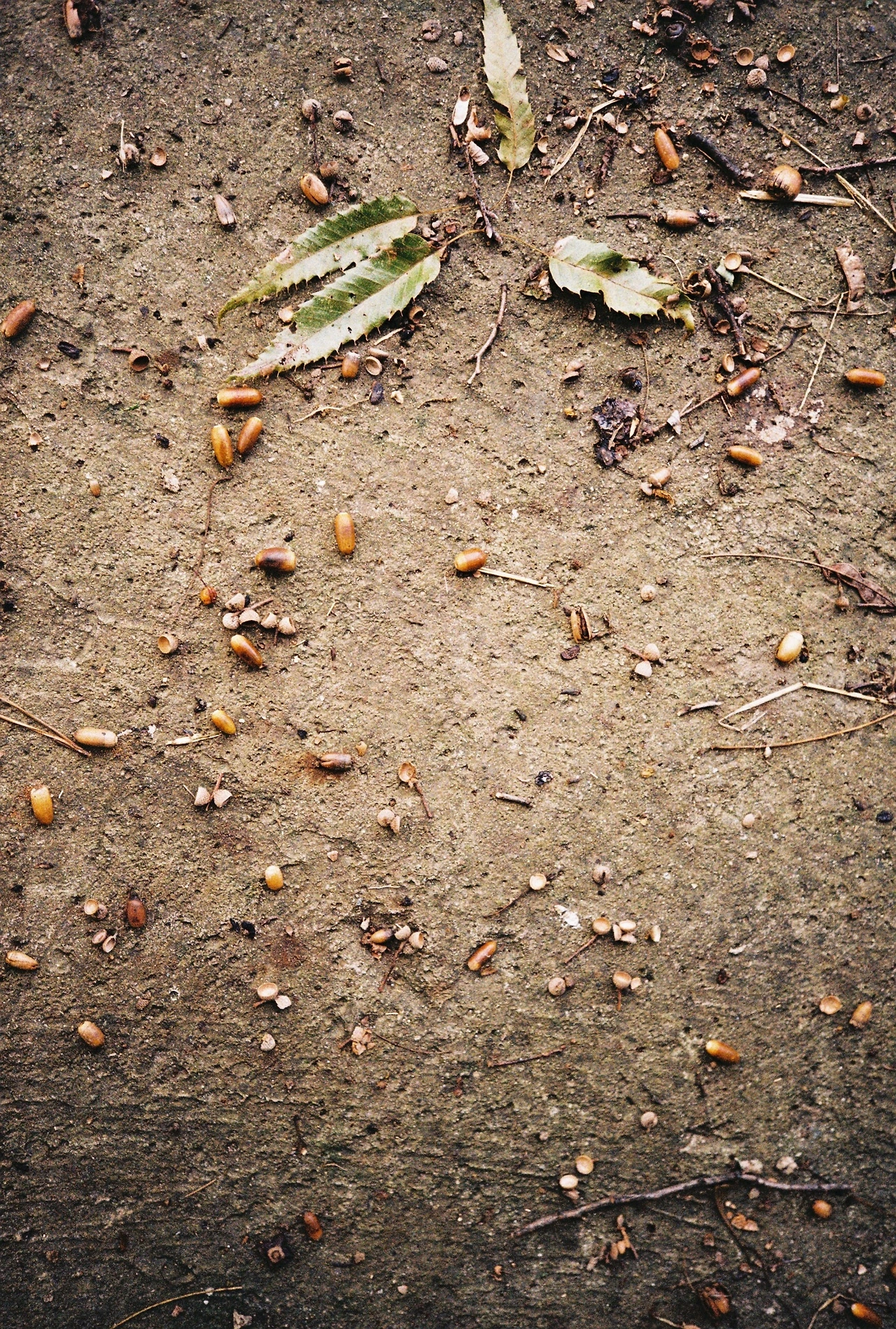 ~10월 8일 코닥 200 (20).JPG