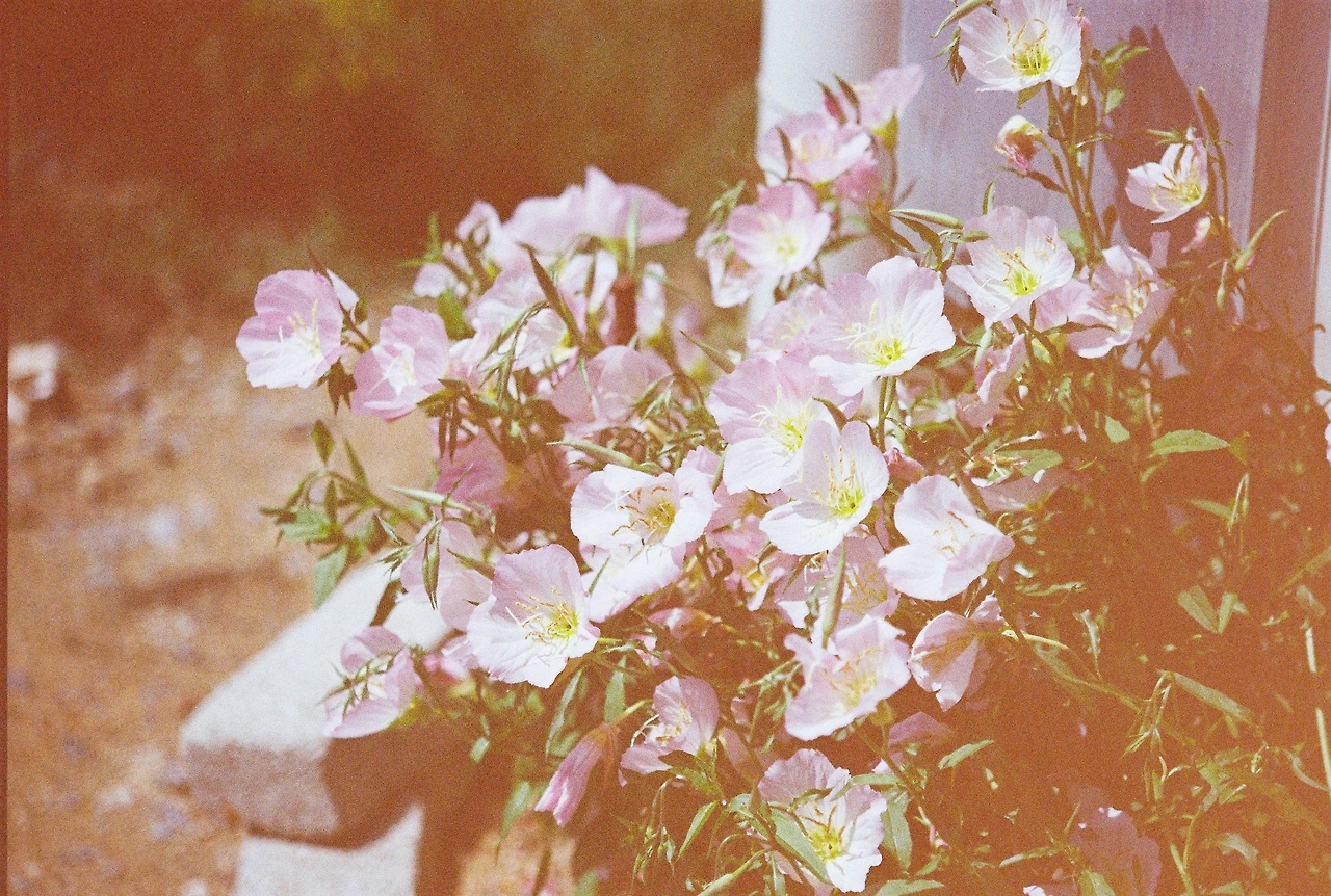 니콘필카 (19).JPG