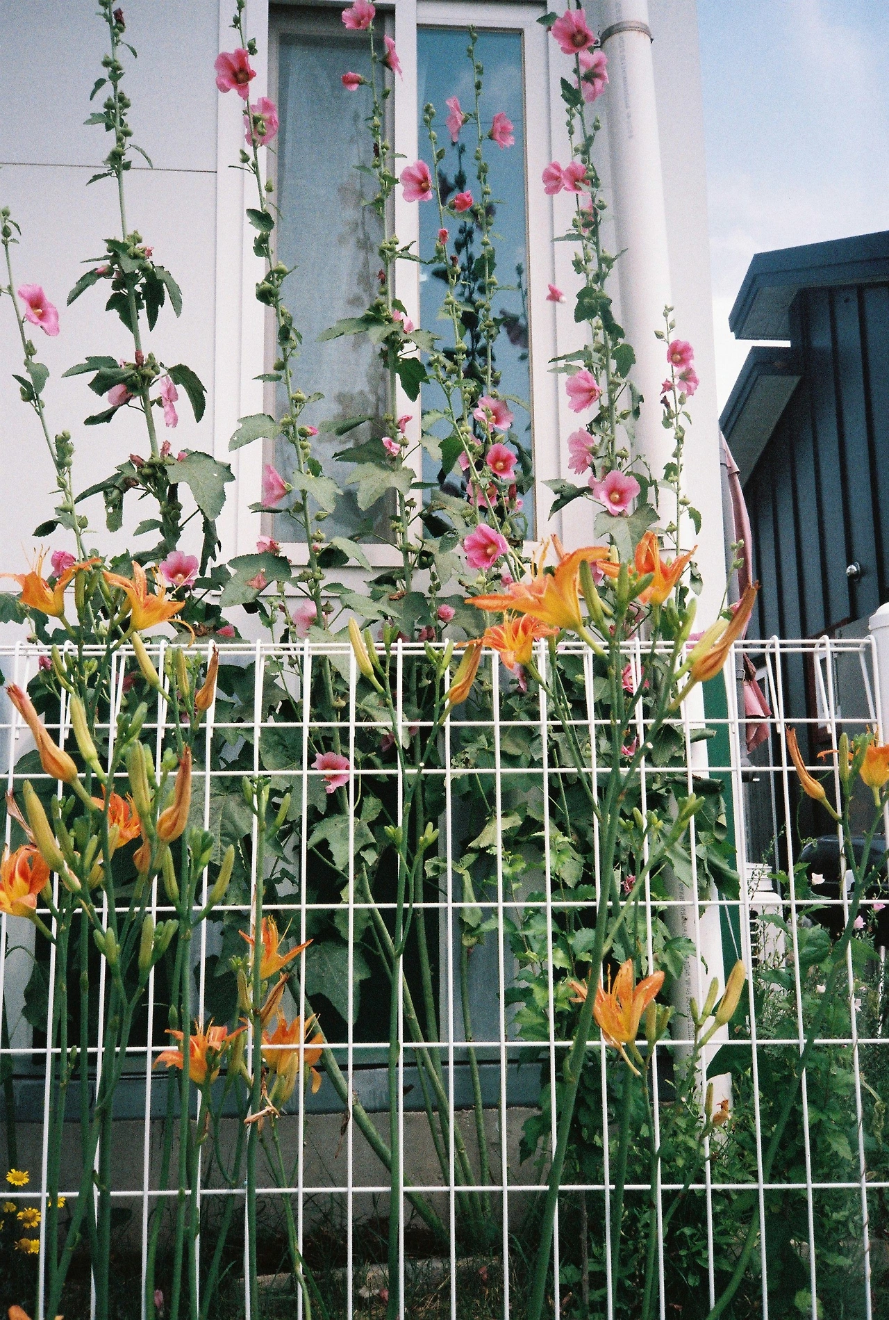 ~ 7월 6일 쯤 (5).JPG