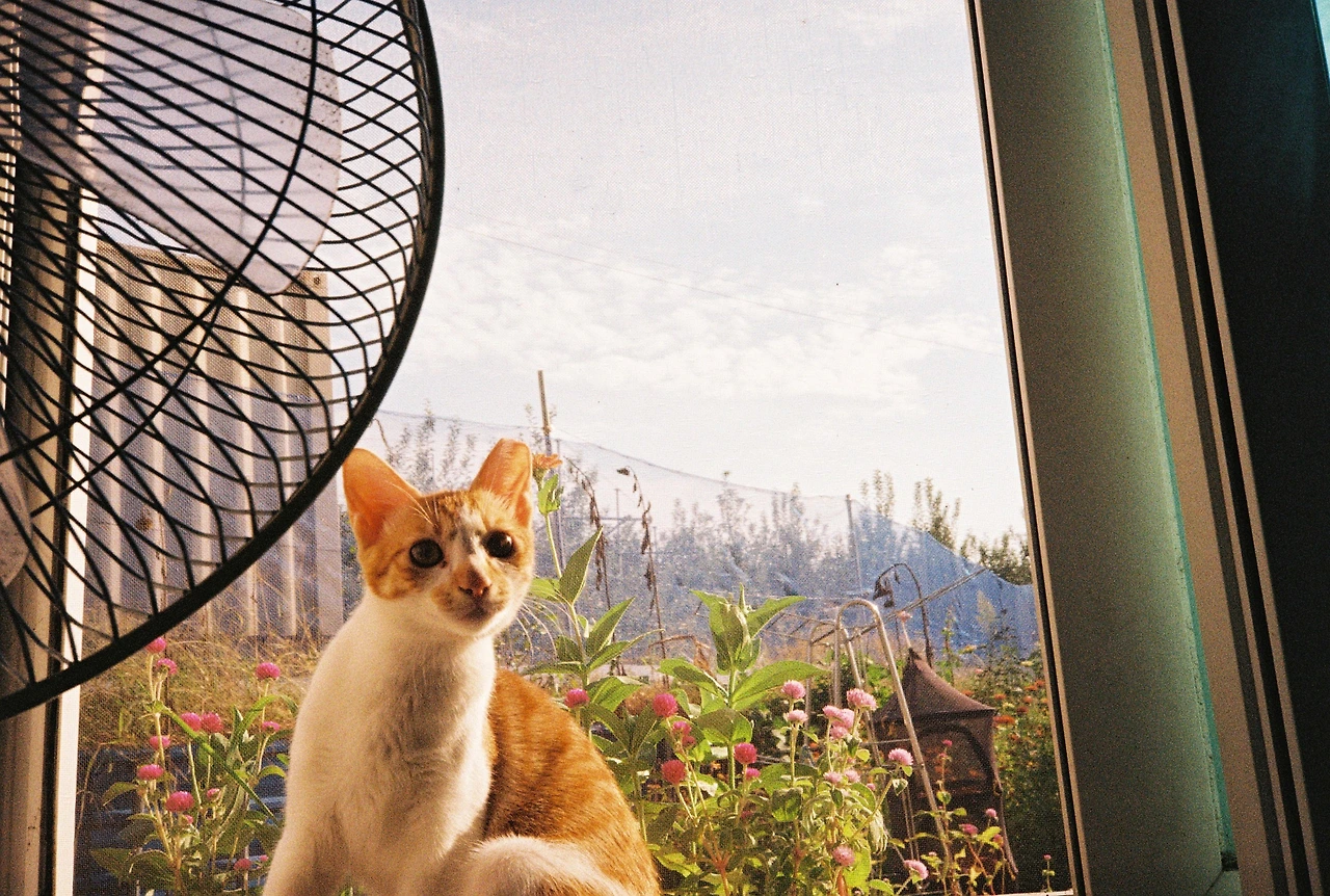 ~10월 8일 코닥 200 (29).JPG