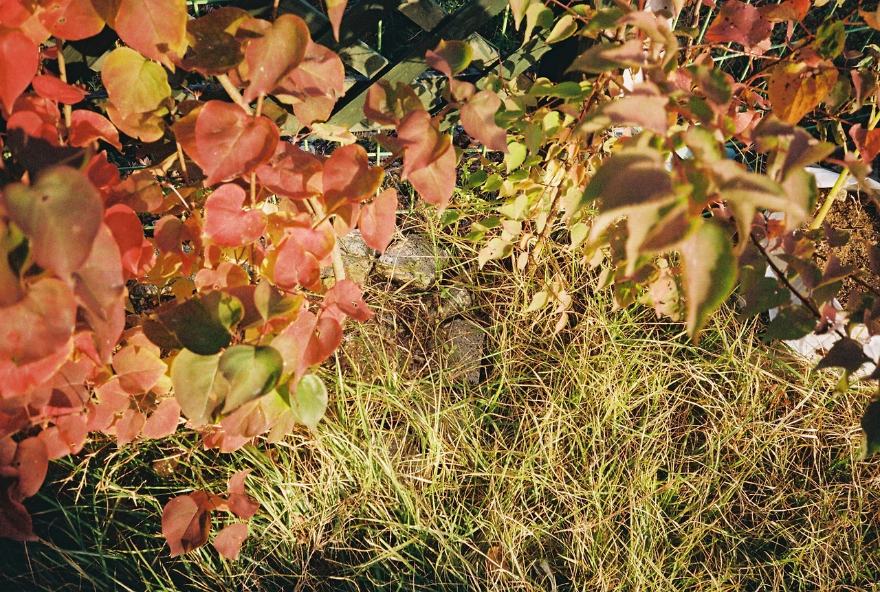 코닥200-1 (24).JPG