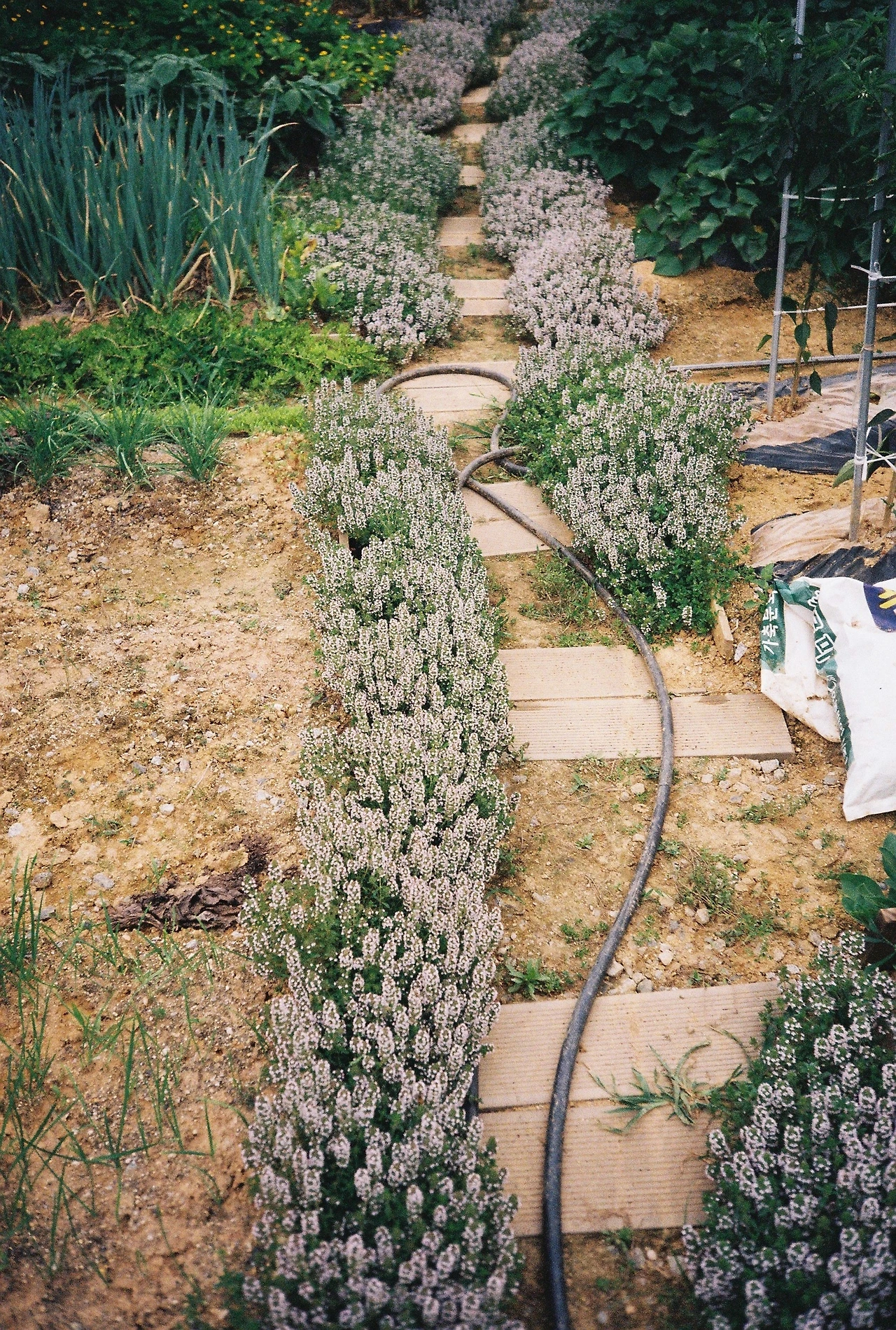 ~ 7월 22일 (2).JPG