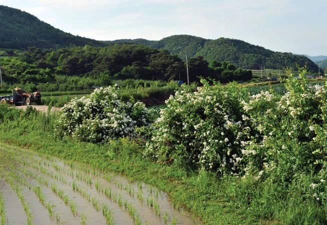 우리 나무의 세계.PNG