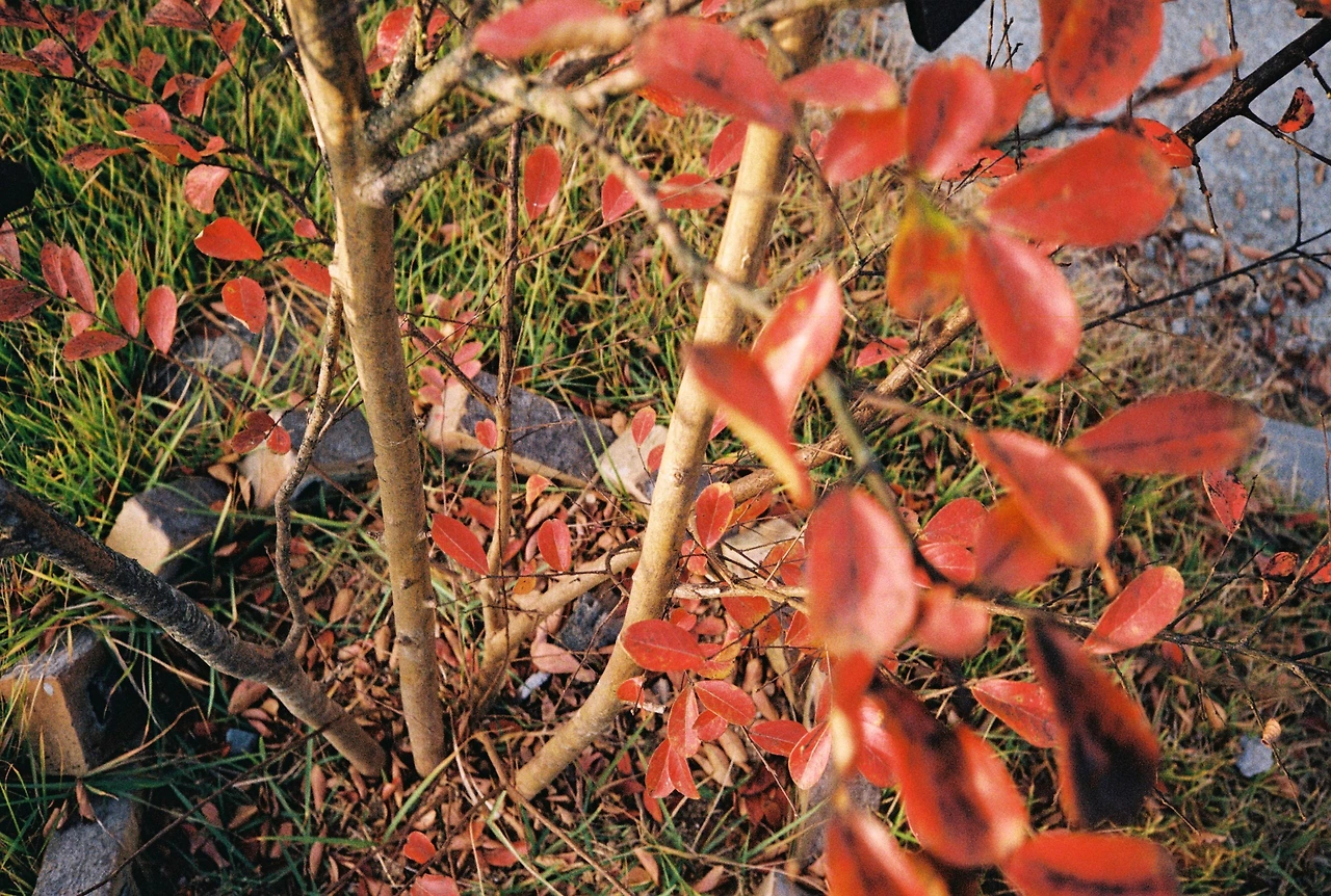 코닥200-1 (28).JPG