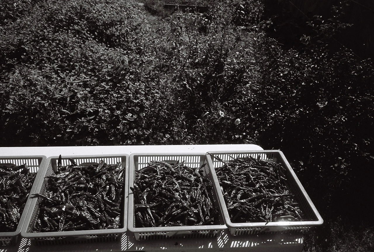 ~9월 17일 캔트미어 100 (28).JPG